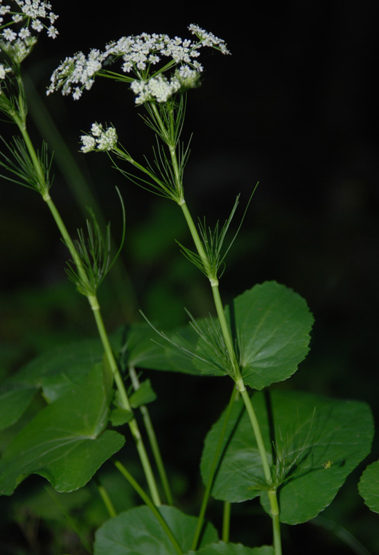 Изображение особи семейство Apiaceae.