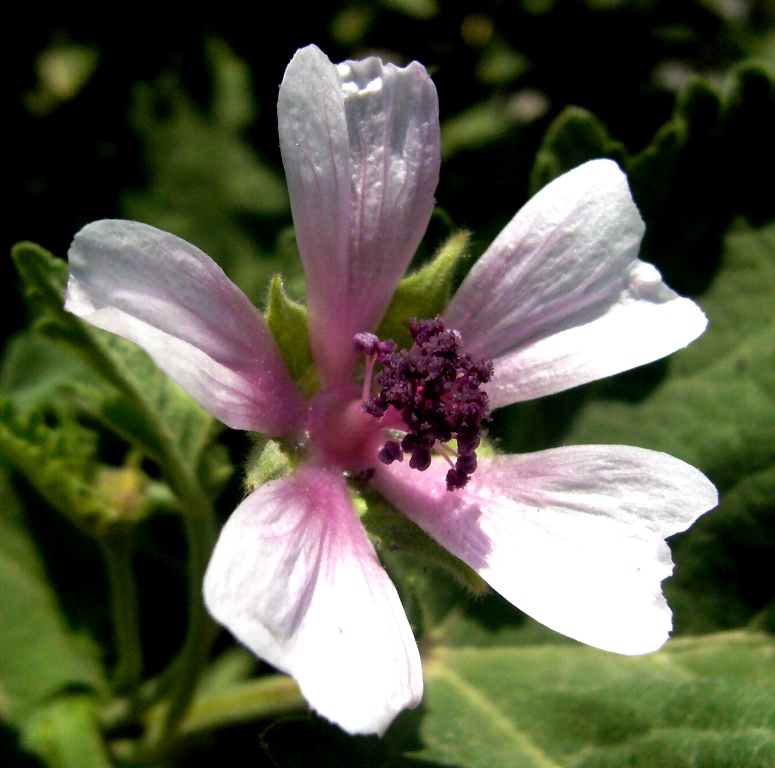 Image of Althaea armeniaca specimen.