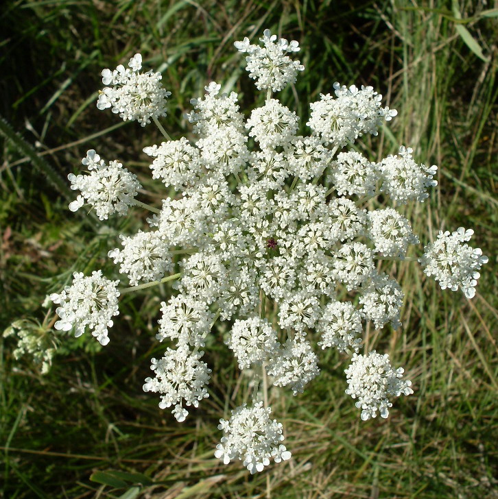 Image of Daucus carota specimen.