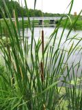 Typha angustifolia. Цветущее(?) растение. Ярославская обл., Переславский р-н, окр. с. Копнино, р. Нерль. 08.07.2011.