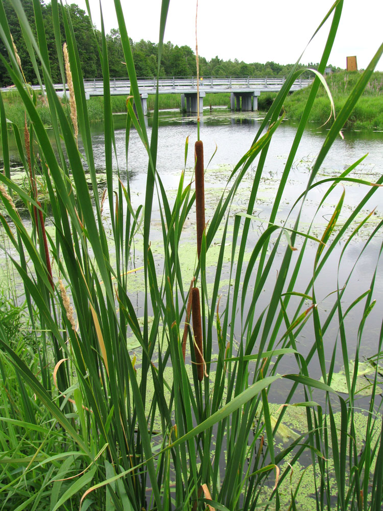 Image of Typha angustifolia specimen.