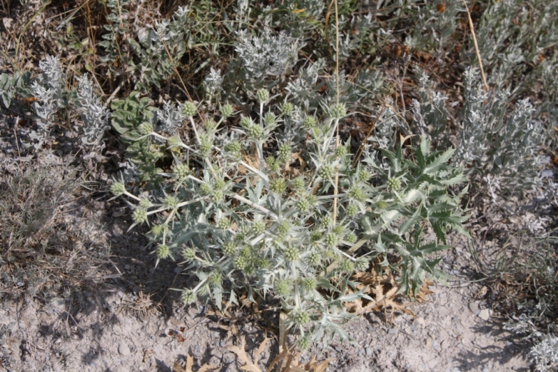 Image of Eryngium campestre specimen.