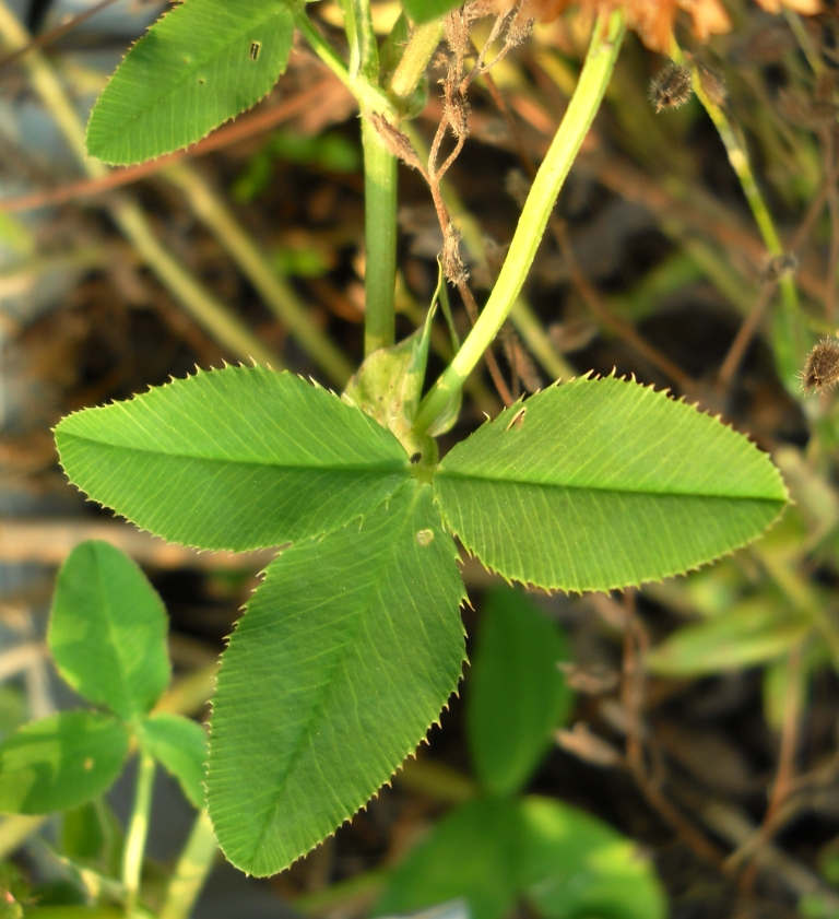 Изображение особи Trifolium hybridum.