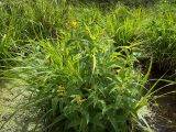 Lysimachia vulgaris