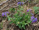 Pulmonaria mollis