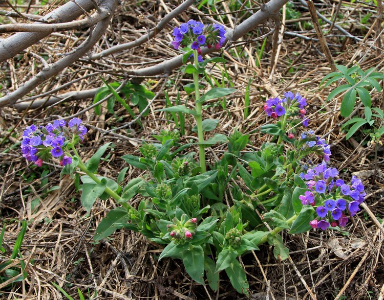 Изображение особи Pulmonaria mollis.