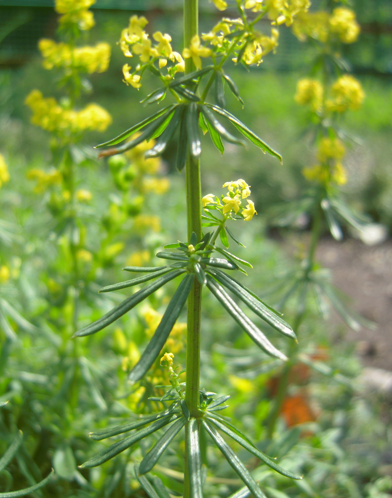 Изображение особи Galium consanguineum.