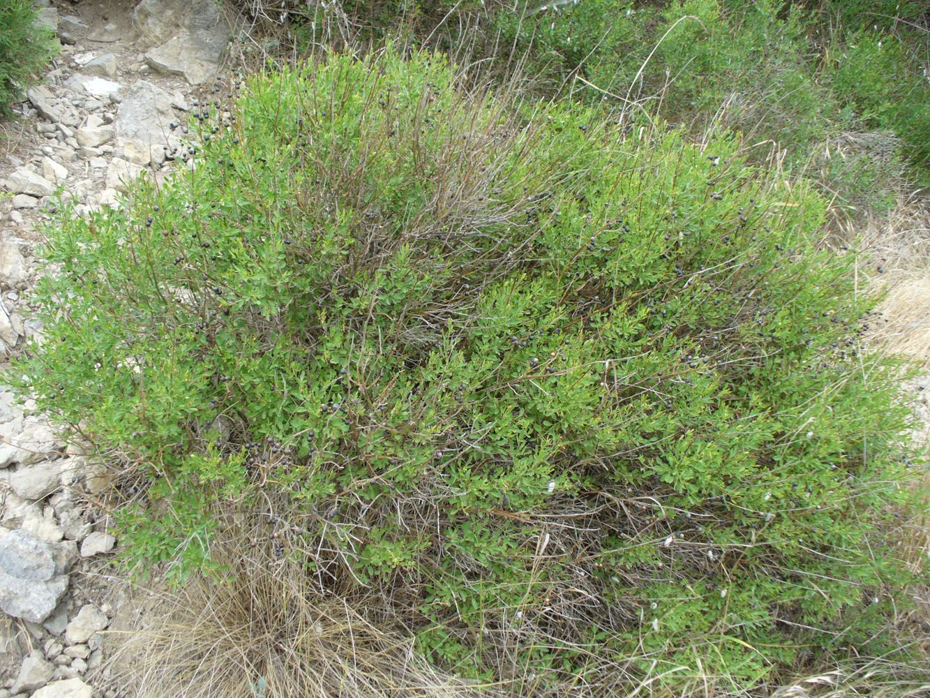 Image of Jasminum fruticans specimen.