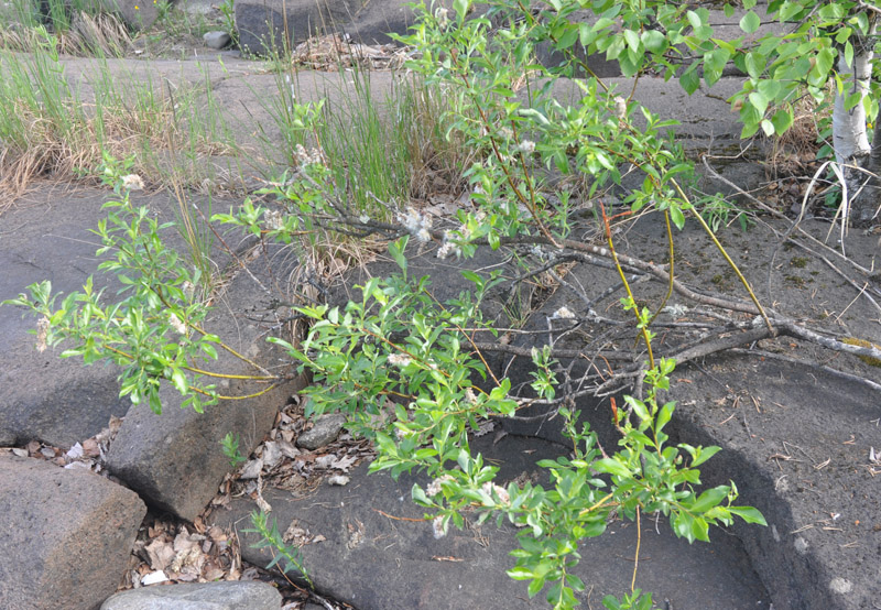 Изображение особи Salix phylicifolia.