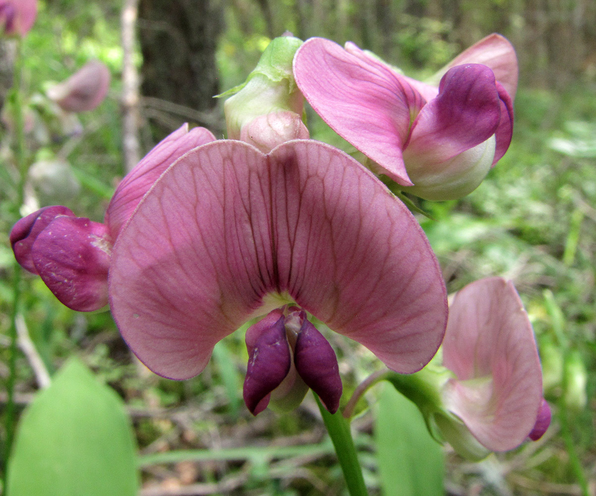 Изображение особи Lathyrus sylvestris.