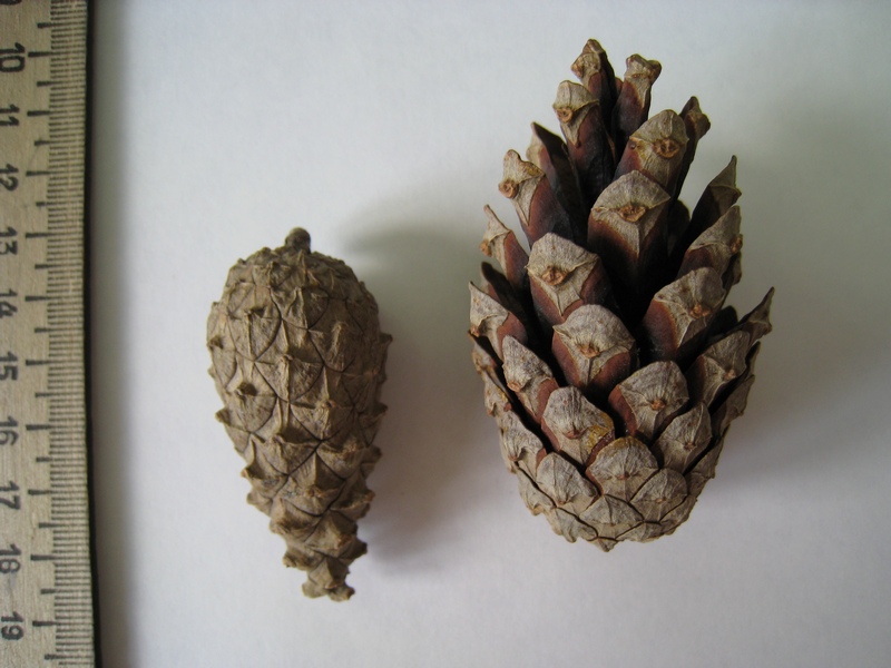 Image of Pinus sylvestris specimen.