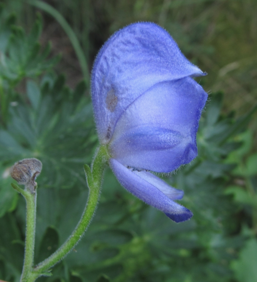 Image of Aconitum burnatii specimen.