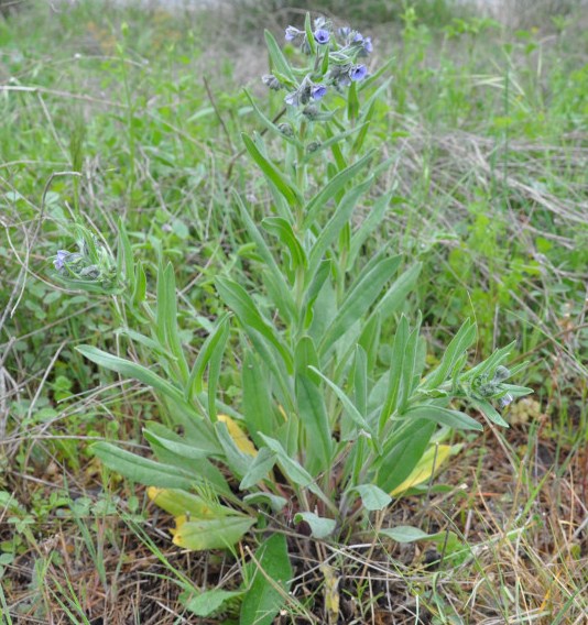 Image of Cynoglossum creticum specimen.