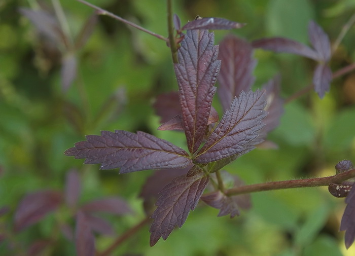 Image of Agrimonia coreana specimen.