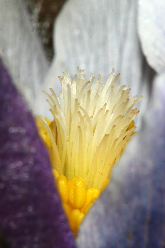 Image of Pulsatilla patens specimen.