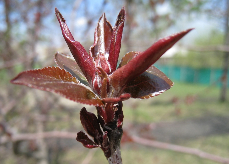 Изображение особи Malus niedzwetzkyana.