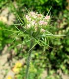 Daucus carota. Расцветающее соцветие, вид сбоку. Польша, Лодзинское воеводство, г. Велюнь, пустырь у автозаправки. 29.06.2012.