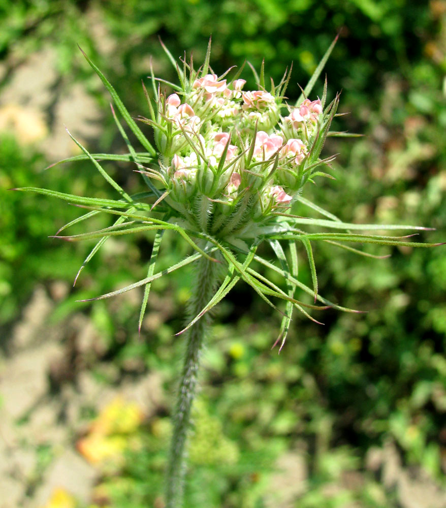 Изображение особи Daucus carota.