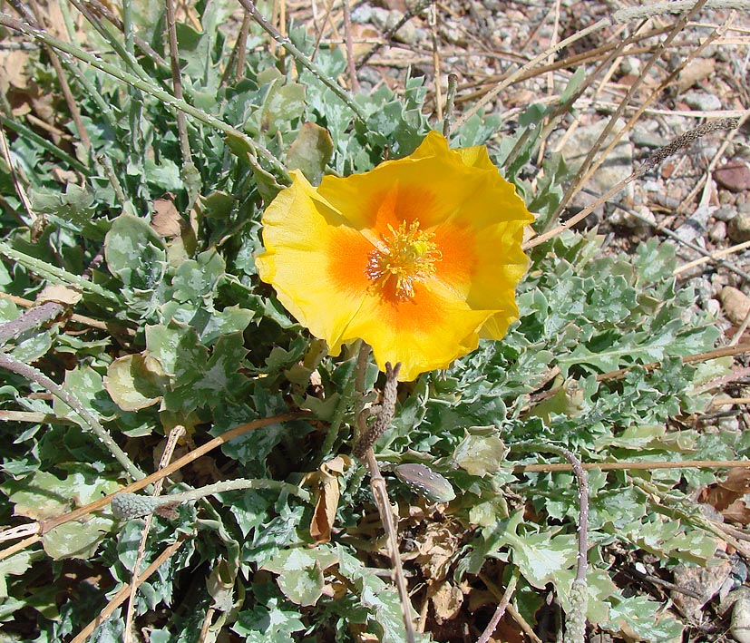 Image of Glaucium squamigerum specimen.