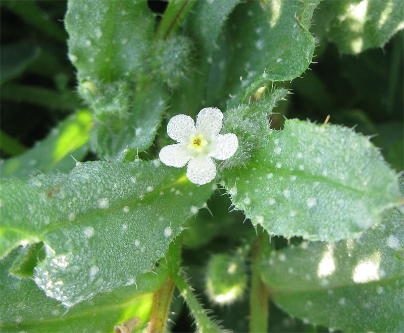 Image of Anchusa aegyptiaca specimen.