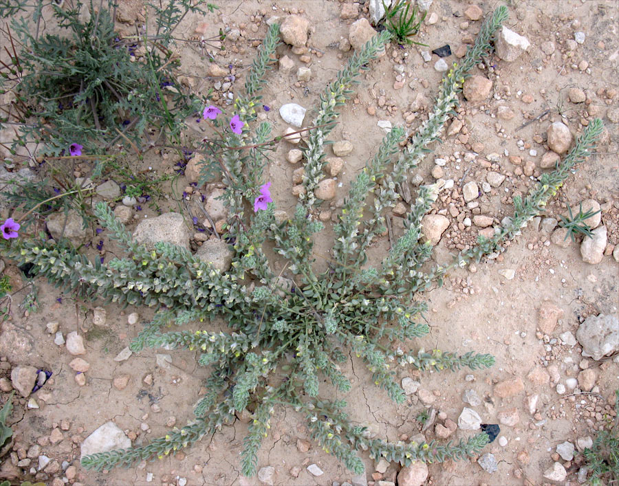 Image of Kickxia floribunda specimen.