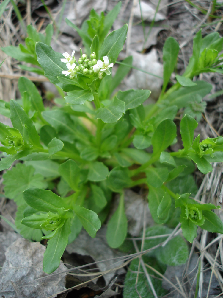 Image of Thlaspi arvense specimen.