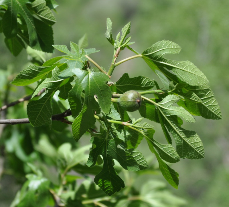 Image of Ficus carica specimen.