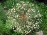 Allium cristophii