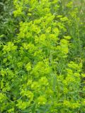 Смотреть изображение Euphorbia jaxartica