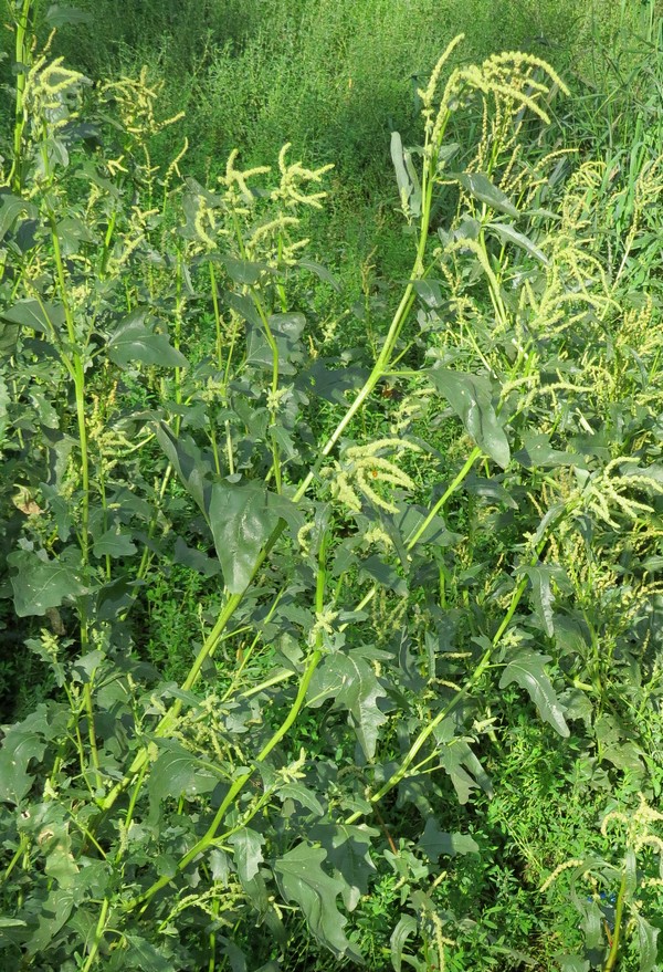 Image of Atriplex tatarica specimen.