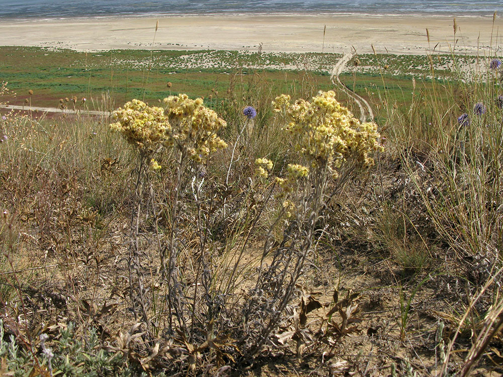 Image of Helichrysum arenarium specimen.