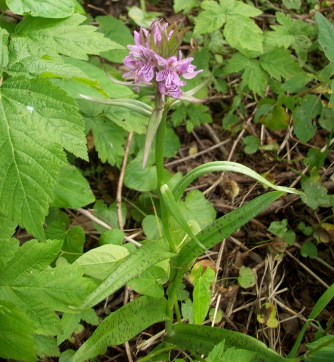 Изображение особи Dactylorhiza baltica.