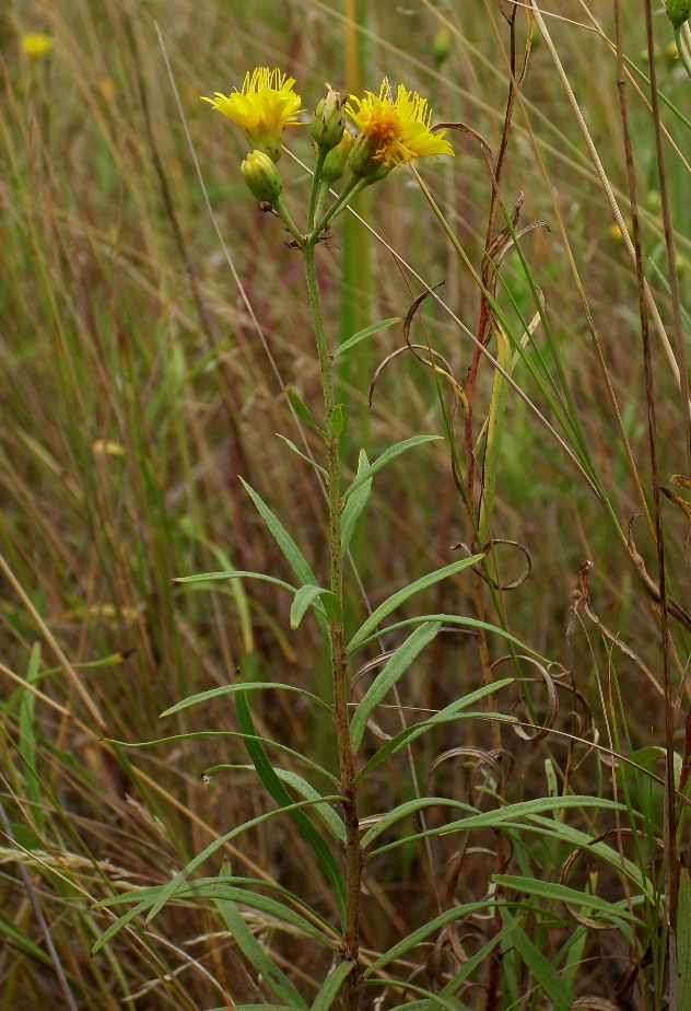 Изображение особи Hieracium umbellatum.