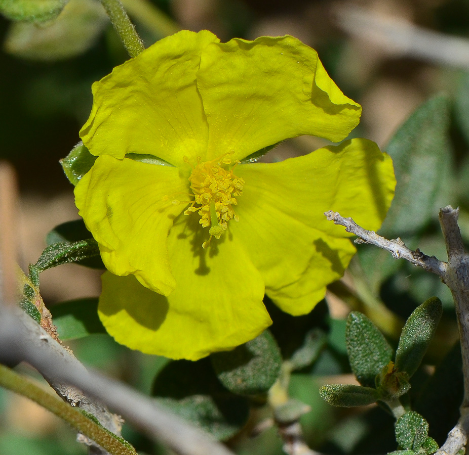 Image of Helianthemum ventosum specimen.