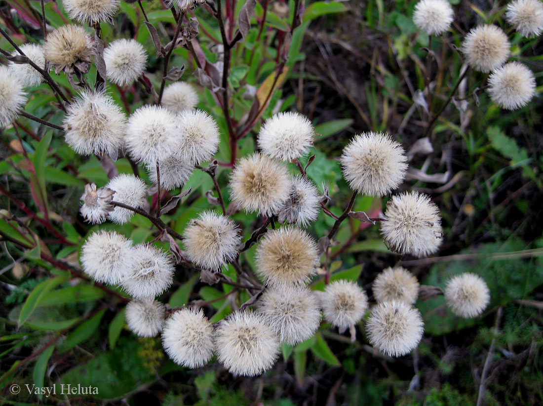 Изображение особи Aster bessarabicus.