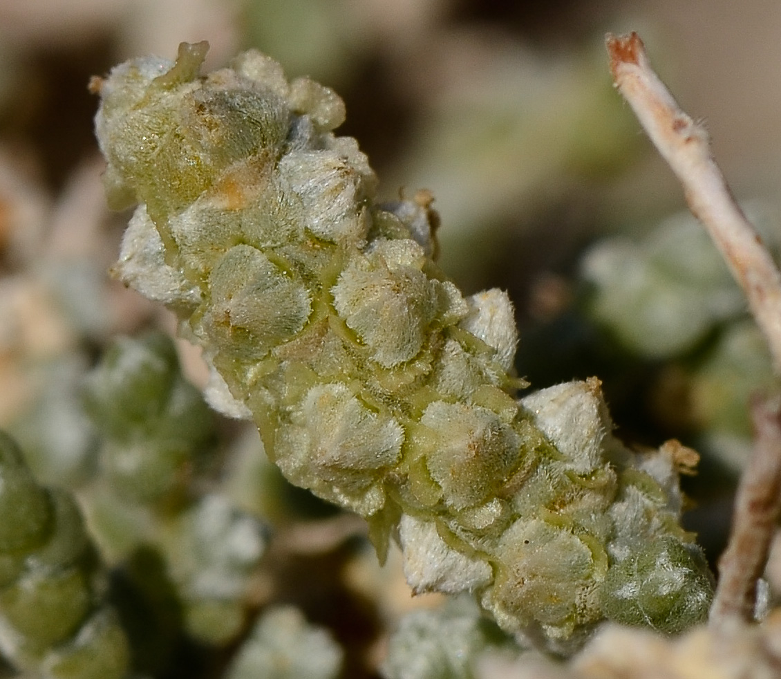 Image of Salsola cyclophylla specimen.