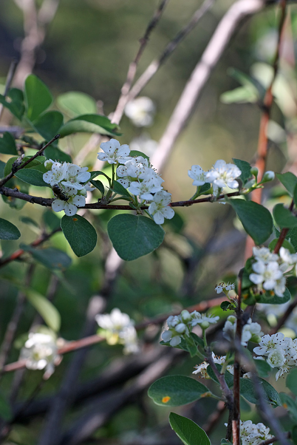 Image of Cotoneaster oliganthus specimen.