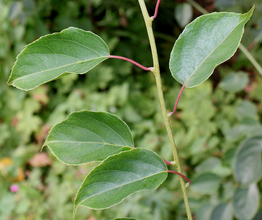 Изображение особи Actinidia arguta.