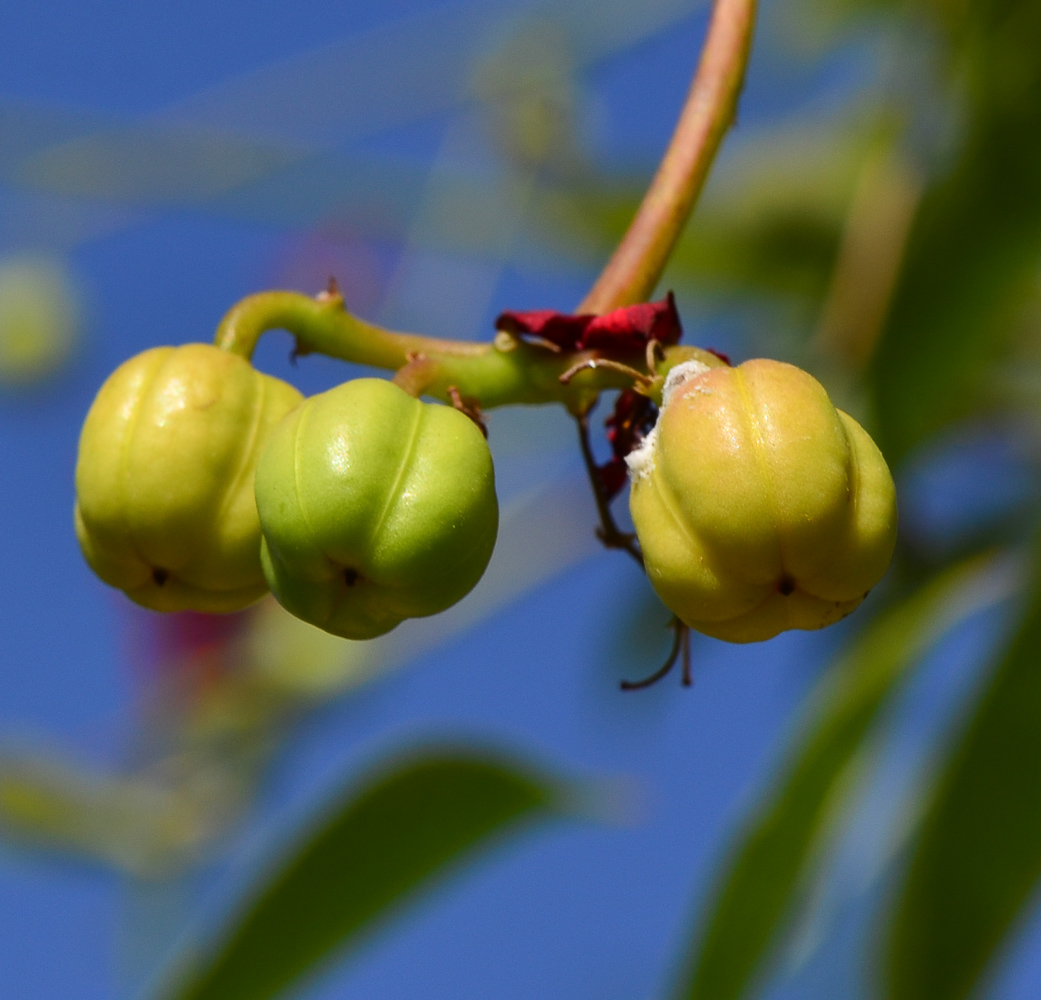 Image of Jatropha integerrima specimen.