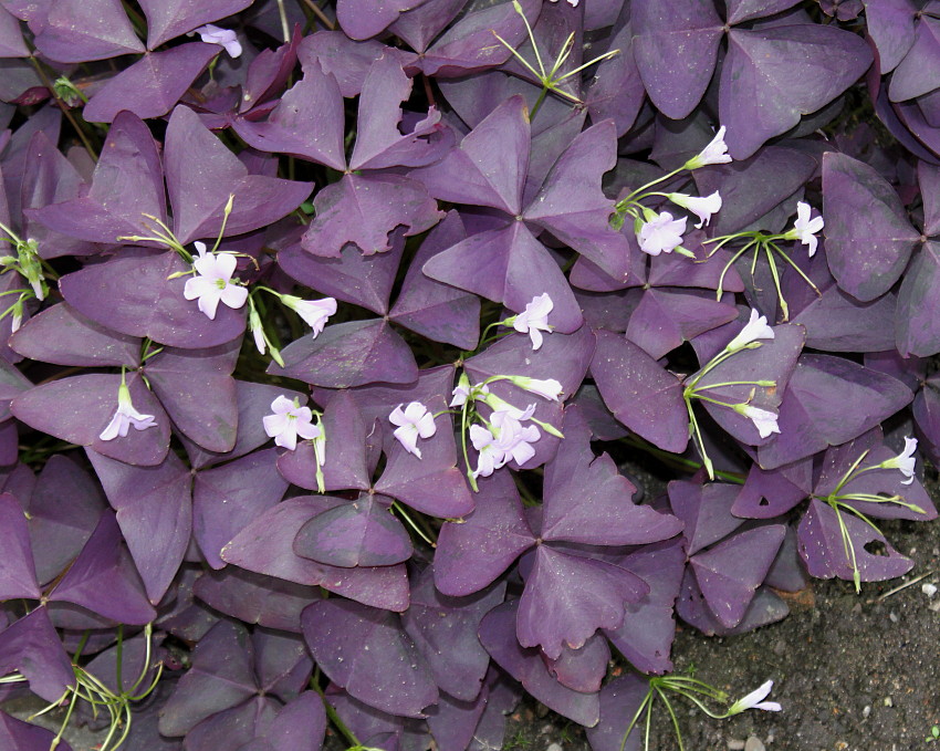 Изображение особи Oxalis triangularis.