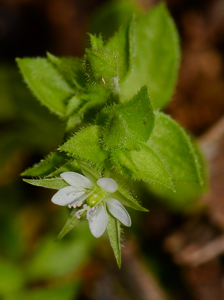 Изображение особи Arenaria leptoclados ssp. viscidula.