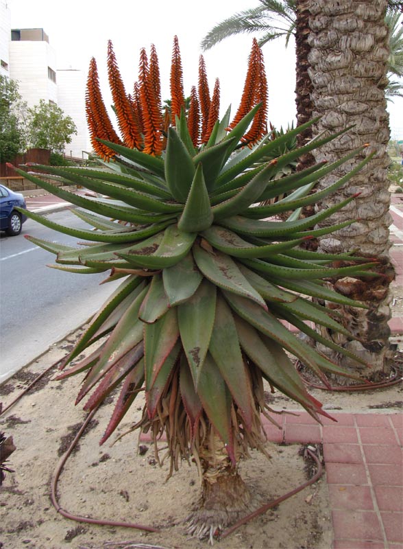 Image of Aloe ferox specimen.