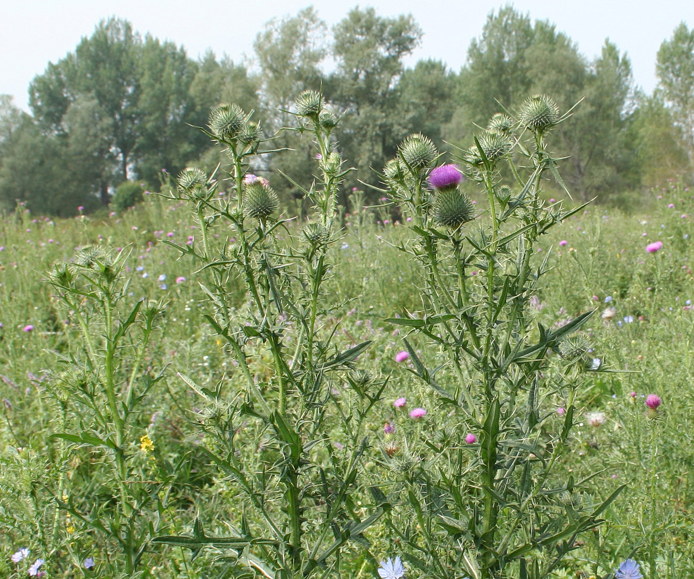 Image of Cirsium vulgare specimen.