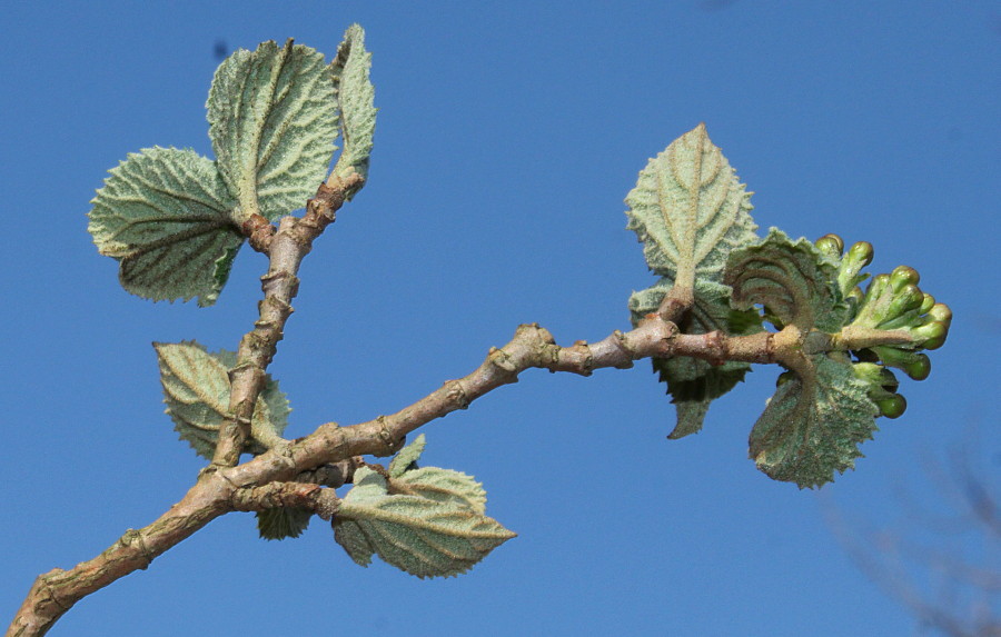 Image of Viburnum carlesii specimen.