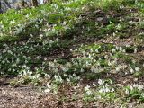 Corydalis malkensis