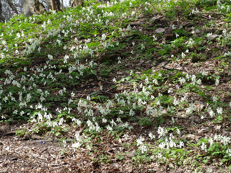 Image of Corydalis malkensis specimen.