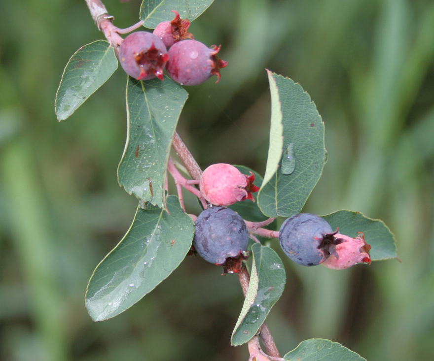 Image of Amelanchier ovalis specimen.