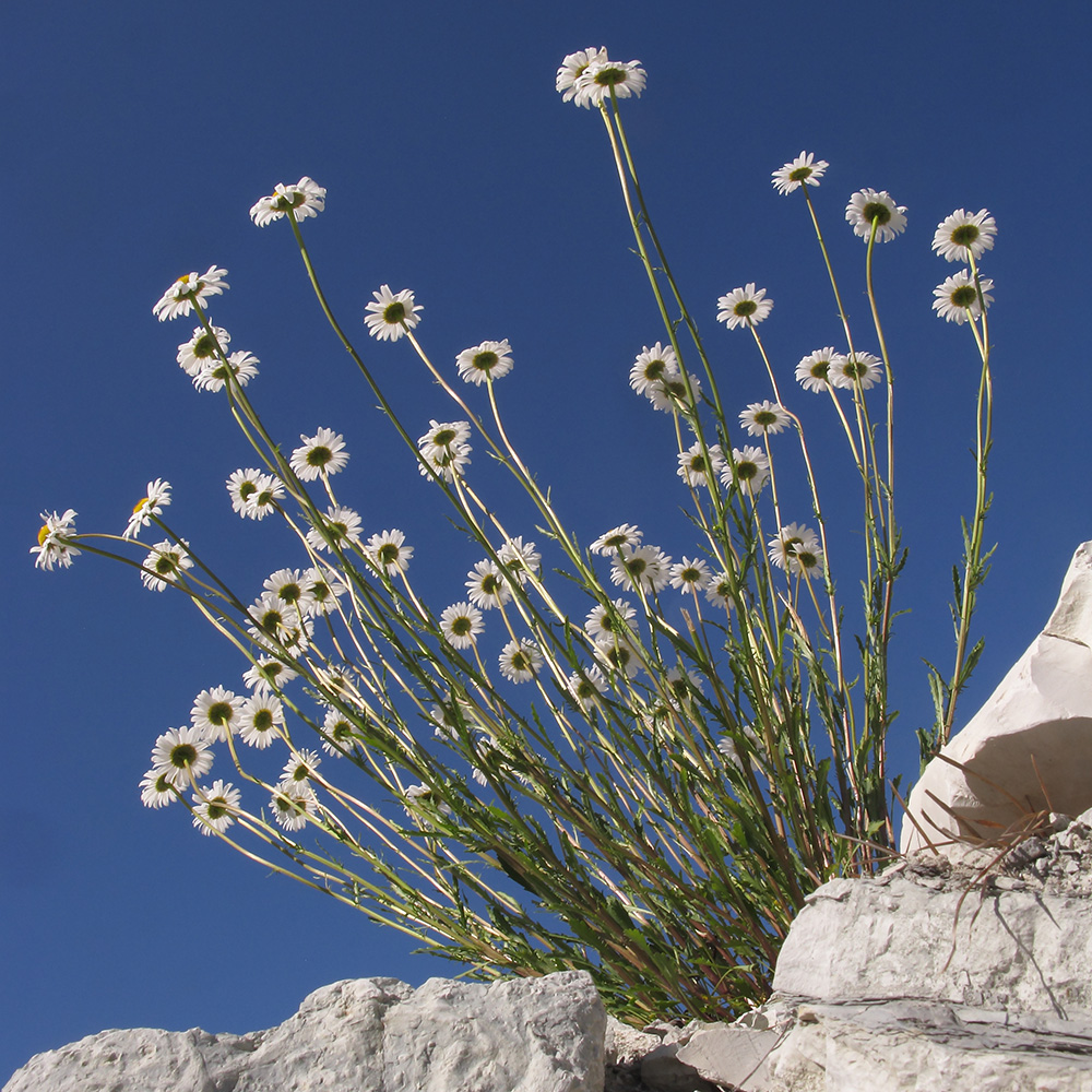 Image of Leucanthemum vulgare specimen.