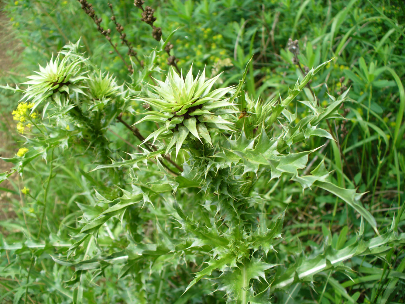 Image of Carduus thoermeri specimen.