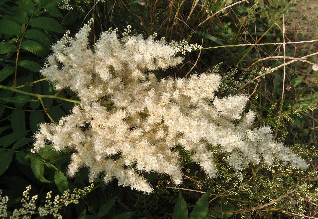 Image of Sorbaria sorbifolia specimen.